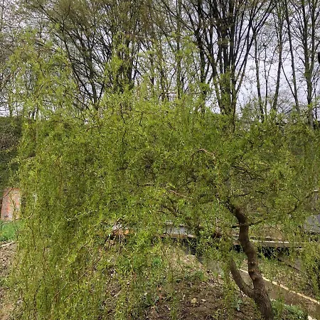 карпатська модрина Villa