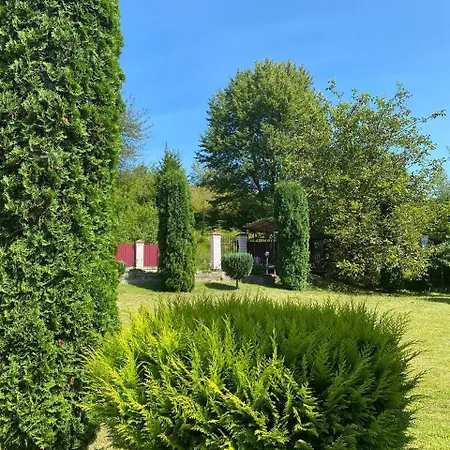 карпатська модрина