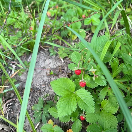 карпатська модрина Villa Kosiv