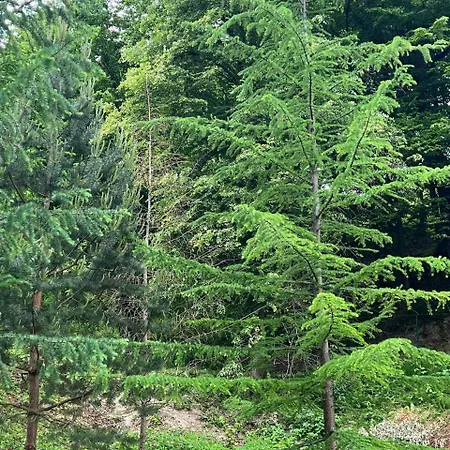 карпатська модрина * Kossiw