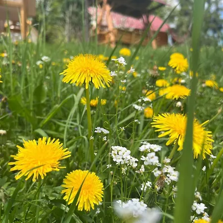 карпатська модрина Kosiv