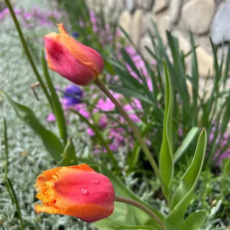 карпатська модрина Kosiv