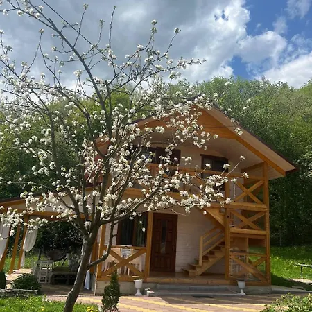 карпатська модрина Kossiw