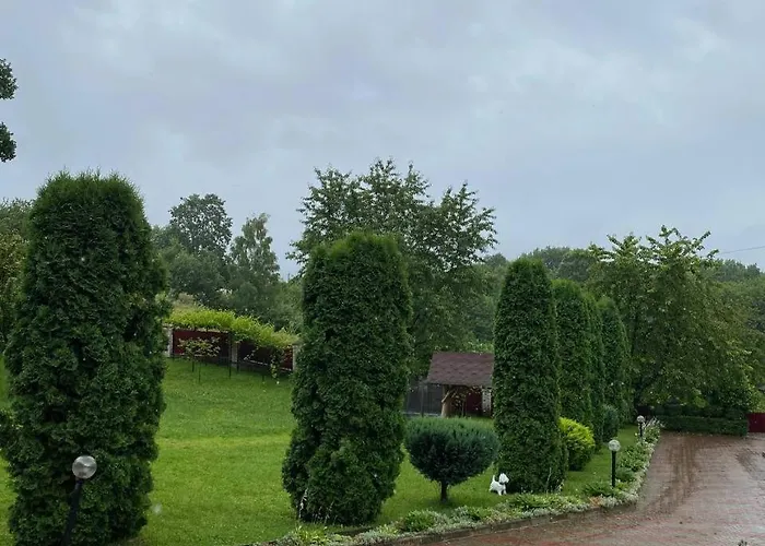 карпатська модрина Kosiv