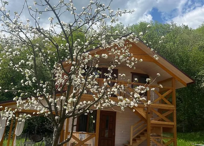 карпатська модрина Kosiv