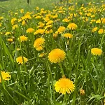 карпатська модрина