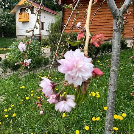 карпатська модрина