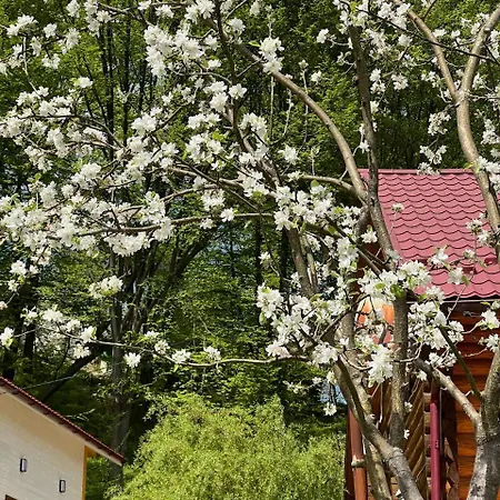 Villa карпатська модрина Kosiv